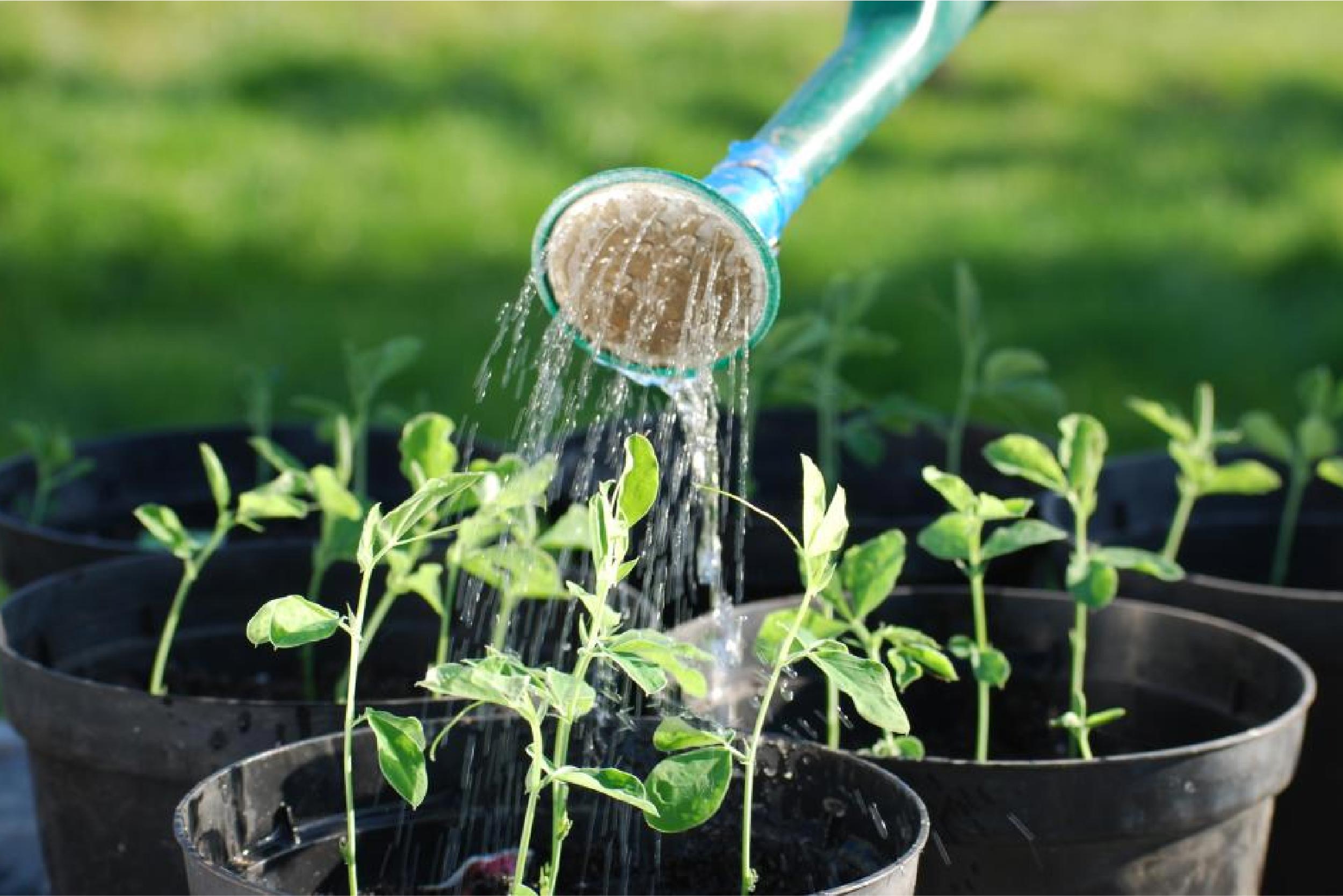 Tưới nước hợp lý cho cây trồng
