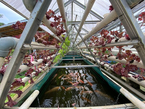 hệ thống Aquaponics